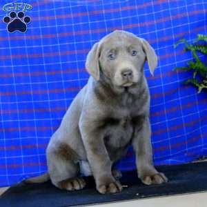 Stella, Labrador Mix Puppy