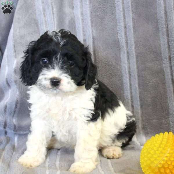 Stew, Cockapoo Puppy