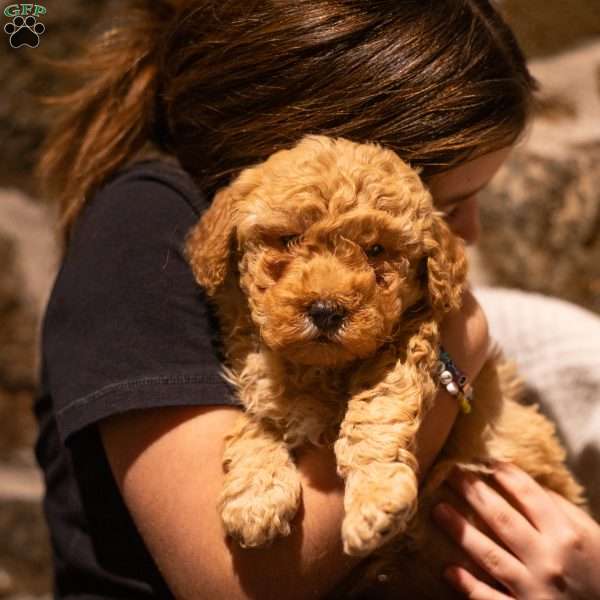 Ace (F1B), Mini Goldendoodle Puppy