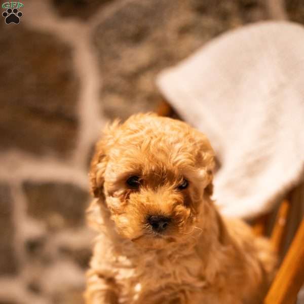 Angel (F1B), Mini Goldendoodle Puppy