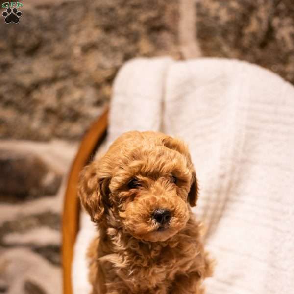 Abigale (F1B), Mini Goldendoodle Puppy