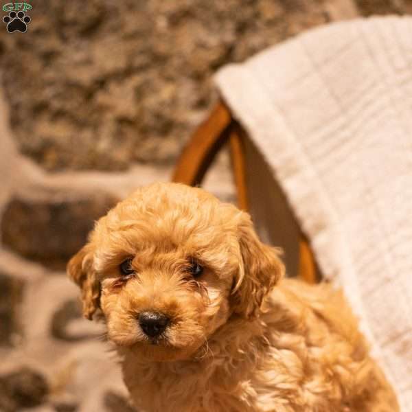 Allie (F1B), Mini Goldendoodle Puppy