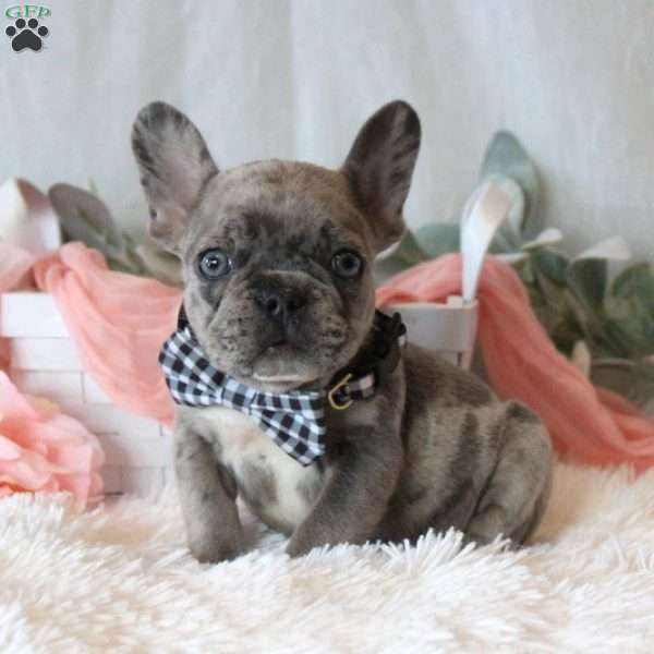 Storm Chaser, French Bulldog Puppy