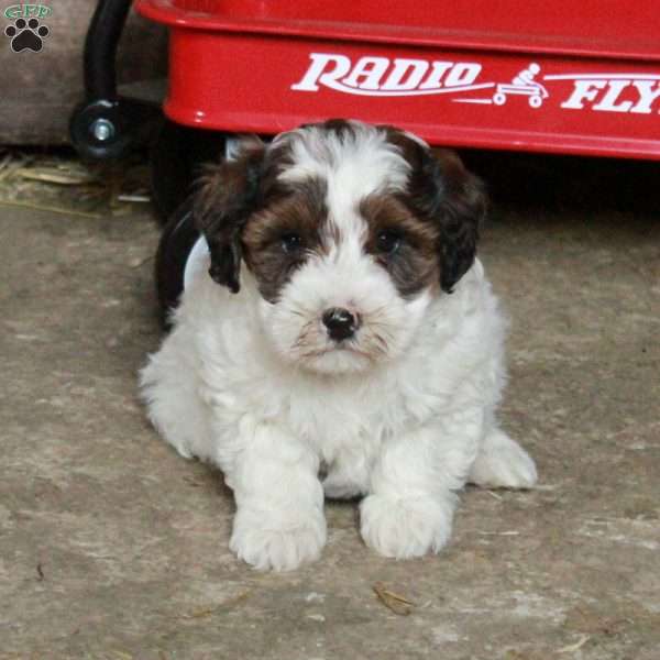 Stormy, Miniature Poodle Mix Puppy