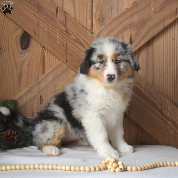 Stormy, Australian Shepherd Puppy