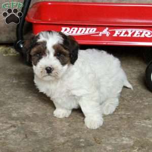 Stormy, Miniature Poodle Mix Puppy