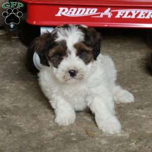 Stormy, Miniature Poodle Mix Puppy