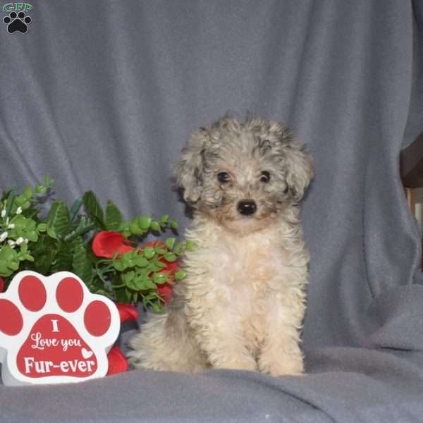 Sugar, Miniature Poodle Puppy