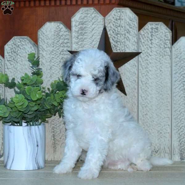 Sugar, Mini Goldendoodle Puppy