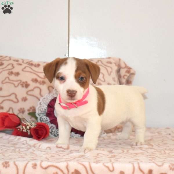 Sugar, Jack Russell Terrier Puppy