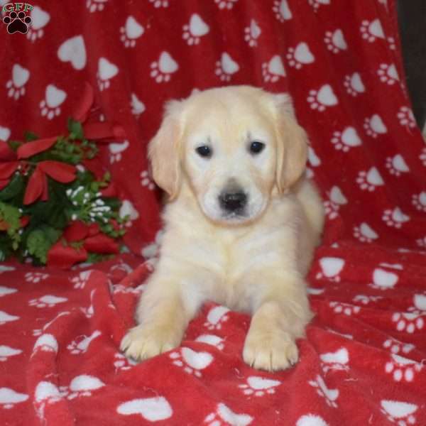 Sugar, English Cream Golden Retriever Puppy