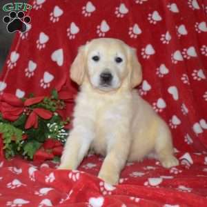 Sugar, English Cream Golden Retriever Puppy