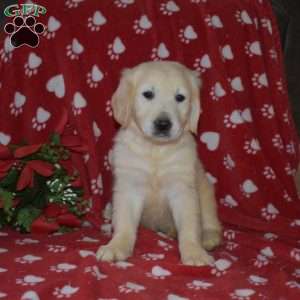 Sugar, English Cream Golden Retriever Puppy