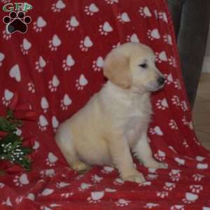 Sugar, English Cream Golden Retriever Puppy