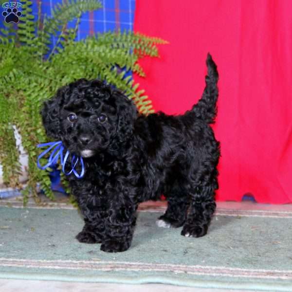 Sugar, Miniature Poodle Puppy