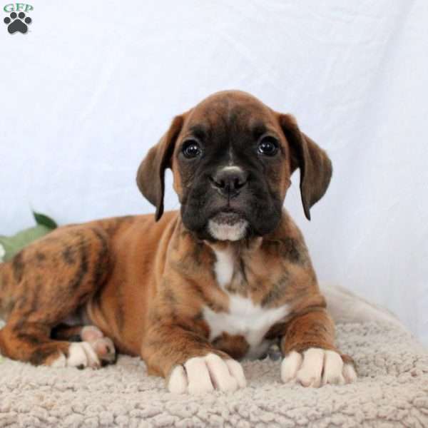 Sully, Boxer Puppy