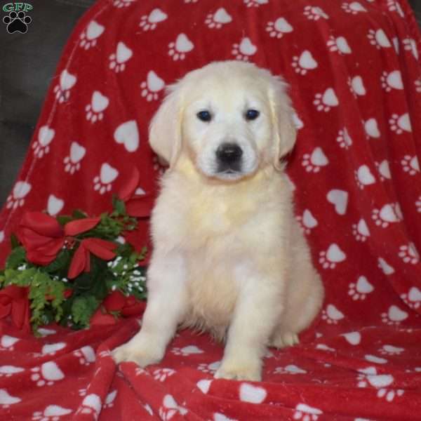 Summit, English Cream Golden Retriever Puppy