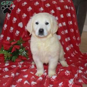 Summit, English Cream Golden Retriever Puppy