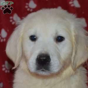 Summit, English Cream Golden Retriever Puppy