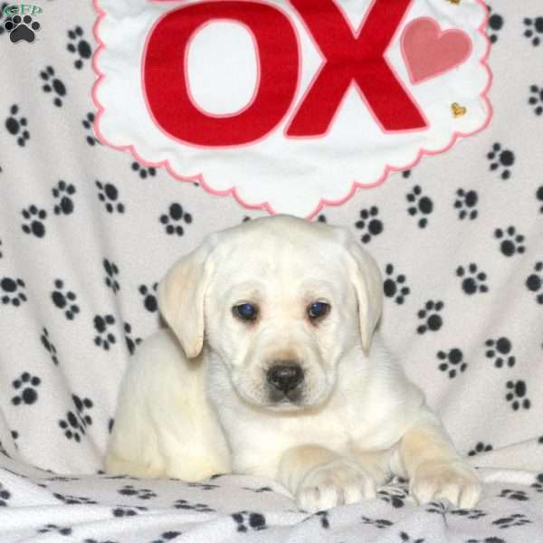 Sunny, Yellow Labrador Retriever Puppy