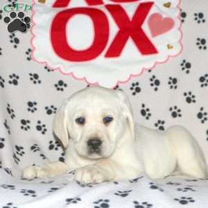 Sunny, Yellow Labrador Retriever Puppy