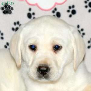 Sunny, Yellow Labrador Retriever Puppy