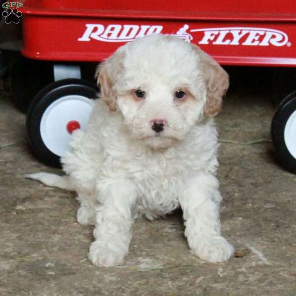 Susie, Miniature Poodle Mix Puppy