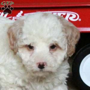 Susie, Miniature Poodle Mix Puppy