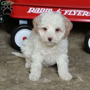 Susie, Miniature Poodle Mix Puppy