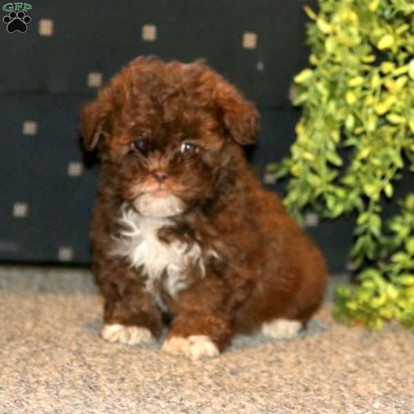 Susie, Shih-Poo Puppy