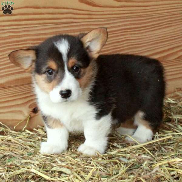 Sutton, Pembroke Welsh Corgi Puppy