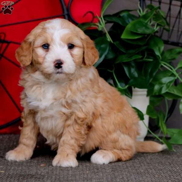 Suzy, Mini Bernedoodle Puppy