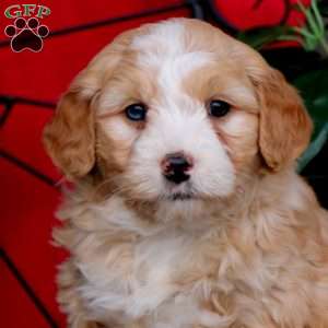 Suzy, Mini Bernedoodle Puppy