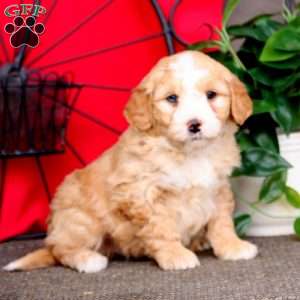 Suzy, Mini Bernedoodle Puppy