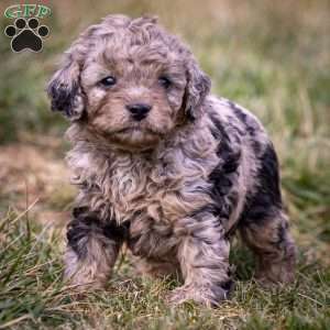 Sven, Cavapoo Puppy