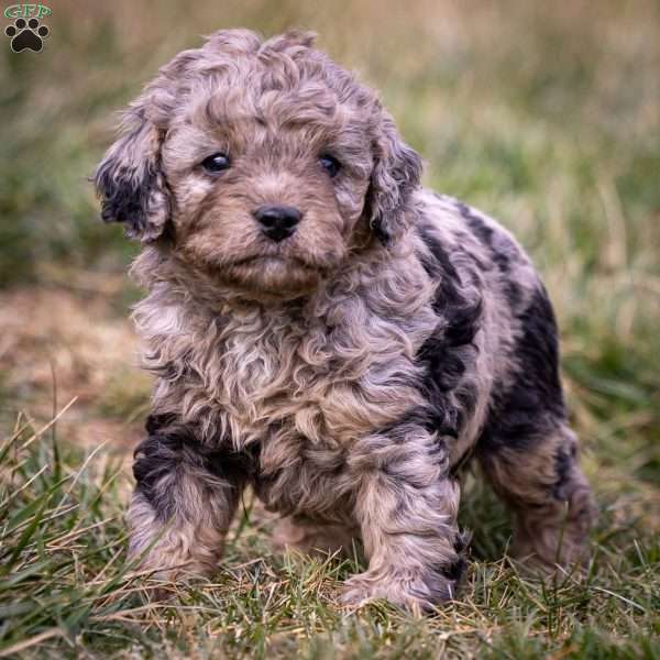 Sven, Cavapoo Puppy