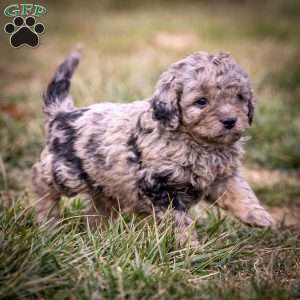 Sven, Cavapoo Puppy