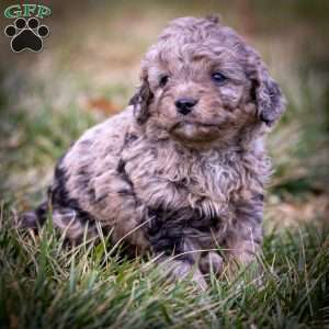 Sven, Cavapoo Puppy