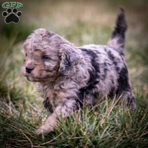 Sven, Cavapoo Puppy