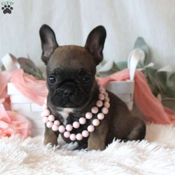 Sweet Breeze, French Bulldog Puppy