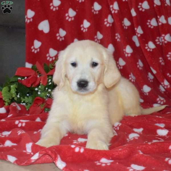 Sweetie, English Cream Golden Retriever Puppy