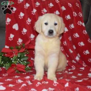 Sweetie, English Cream Golden Retriever Puppy