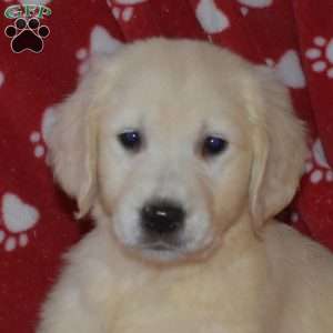 Sweetie, English Cream Golden Retriever Puppy