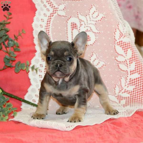 Sweetie, French Bulldog Puppy