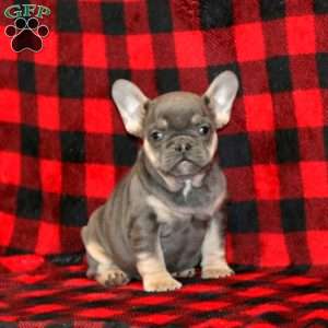 Sweetie, French Bulldog Puppy