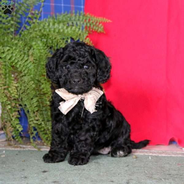 Sweets, Miniature Poodle Puppy