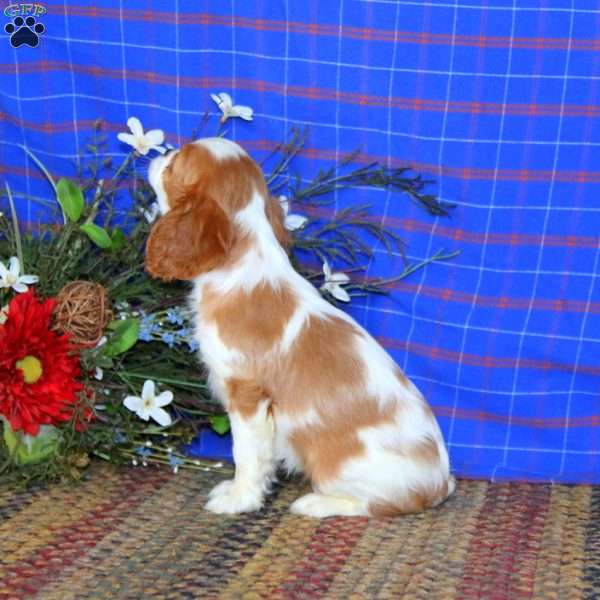 Sweets, Cavalier King Charles Spaniel Puppy