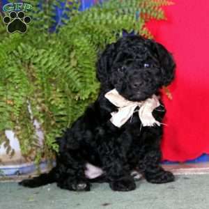 Sweets, Miniature Poodle Puppy