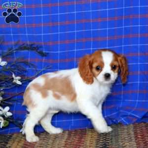 Sweets, Cavalier King Charles Spaniel Puppy