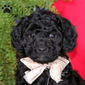 Sweets, Miniature Poodle Puppy